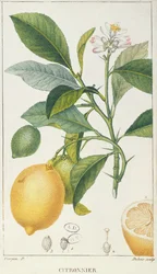 Drzewo cytrynowe, rycina Dubois, ok. 1820 r.